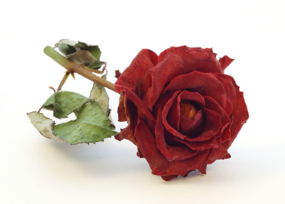 dried red rose
